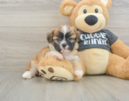 5 week old Havanese Puppy For Sale - Pilesgrove Pups