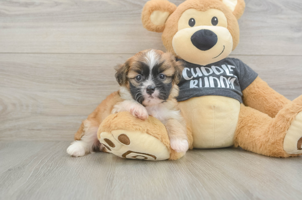 5 week old Havanese Puppy For Sale - Pilesgrove Pups