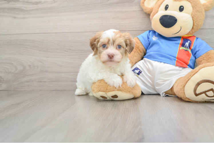 Funny Havanese Baby