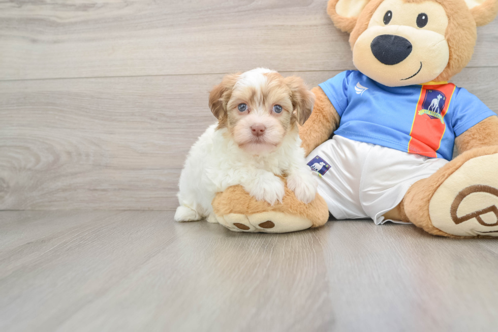 Funny Havanese Baby