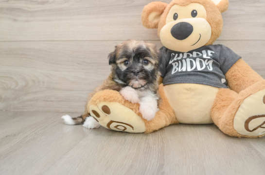 Havanese Puppy for Adoption