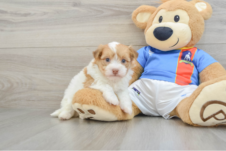 Small Havanese Baby