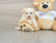 5 week old Havanese Puppy For Sale - Pilesgrove Pups