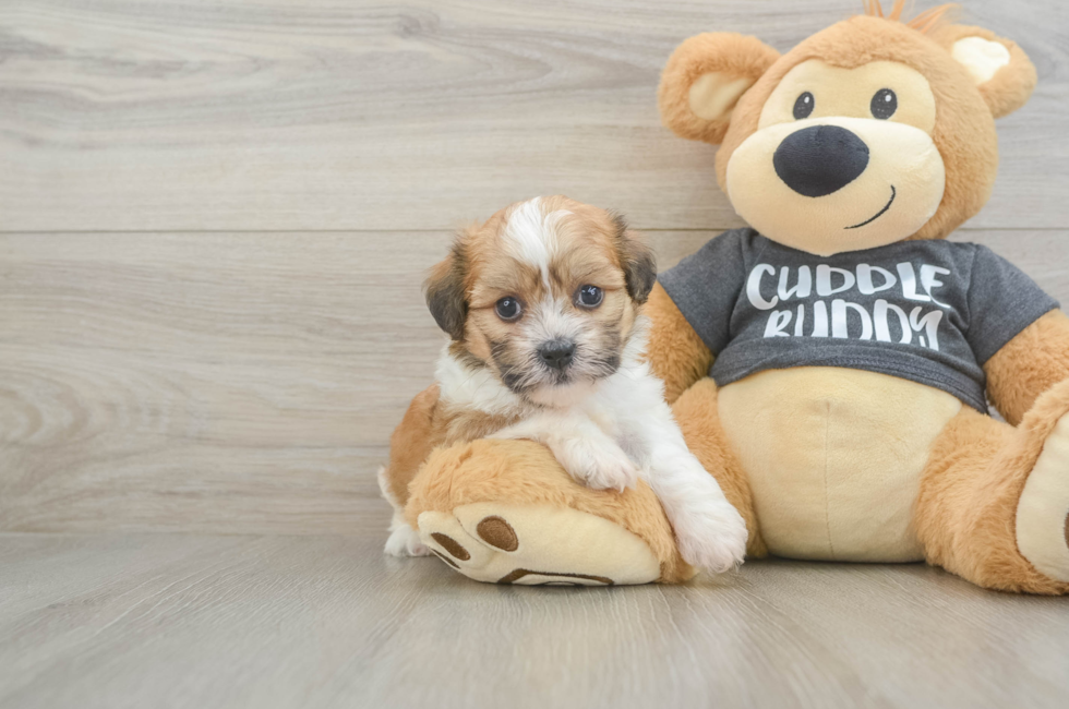 5 week old Havanese Puppy For Sale - Pilesgrove Pups