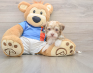 5 week old Havanese Puppy For Sale - Pilesgrove Pups