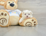 5 week old Havanese Puppy For Sale - Pilesgrove Pups