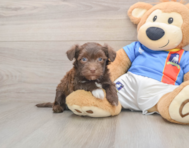 6 week old Havanese Puppy For Sale - Pilesgrove Pups