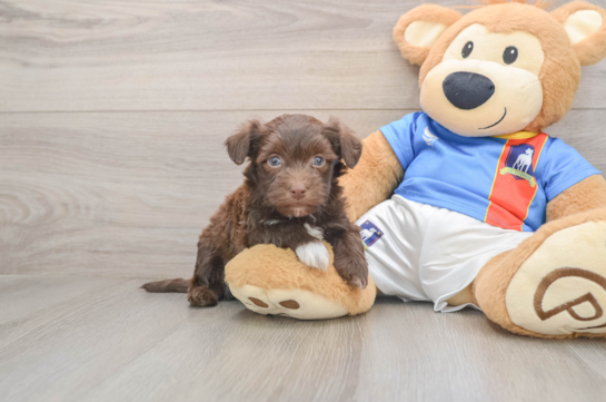 Hypoallergenic Havanese Baby