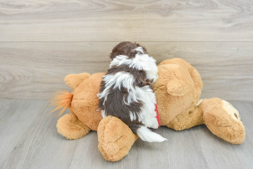 Playful Havanese Purebred Pup