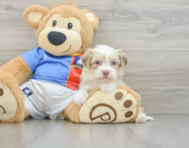 8 week old Havanese Puppy For Sale - Pilesgrove Pups