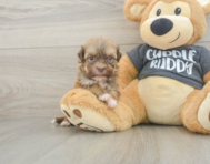6 week old Havanese Puppy For Sale - Pilesgrove Pups