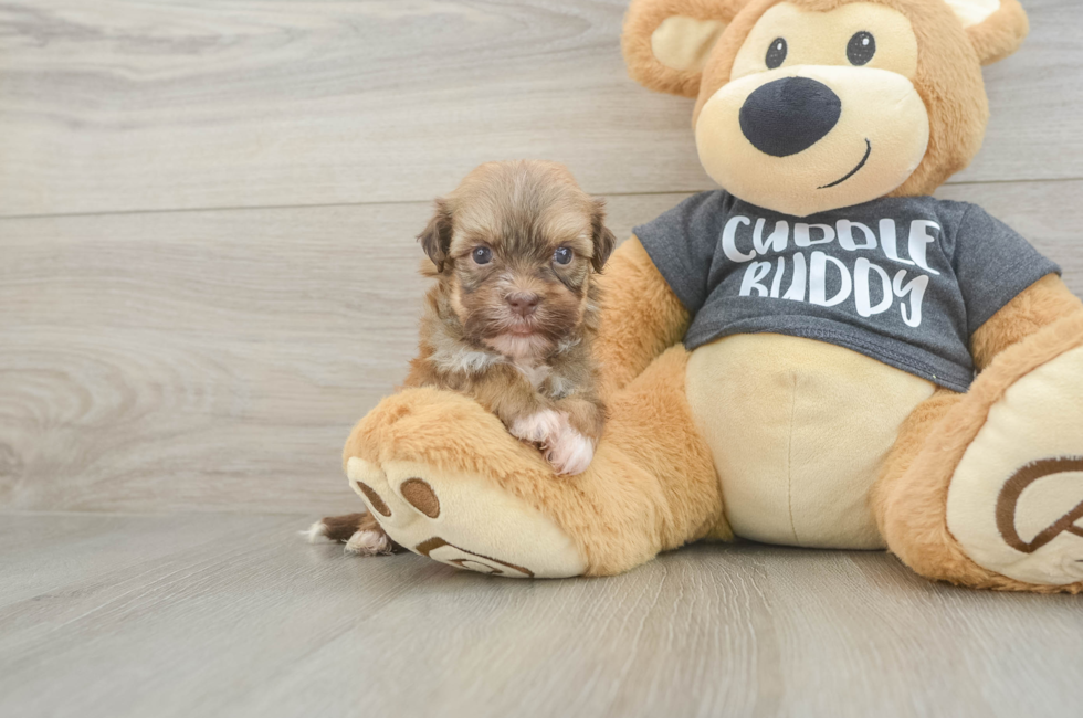 5 week old Havanese Puppy For Sale - Pilesgrove Pups