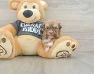 7 week old Havanese Puppy For Sale - Pilesgrove Pups