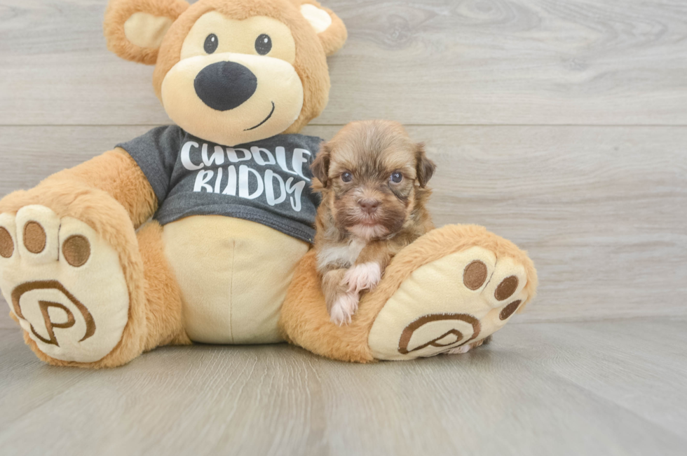 7 week old Havanese Puppy For Sale - Pilesgrove Pups