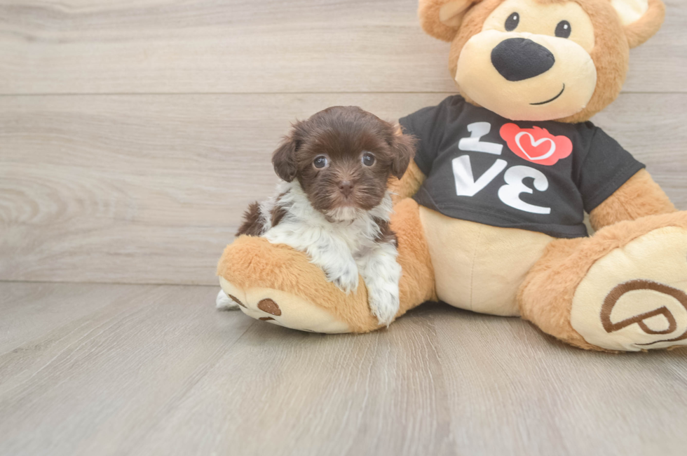 5 week old Havanese Puppy For Sale - Pilesgrove Pups