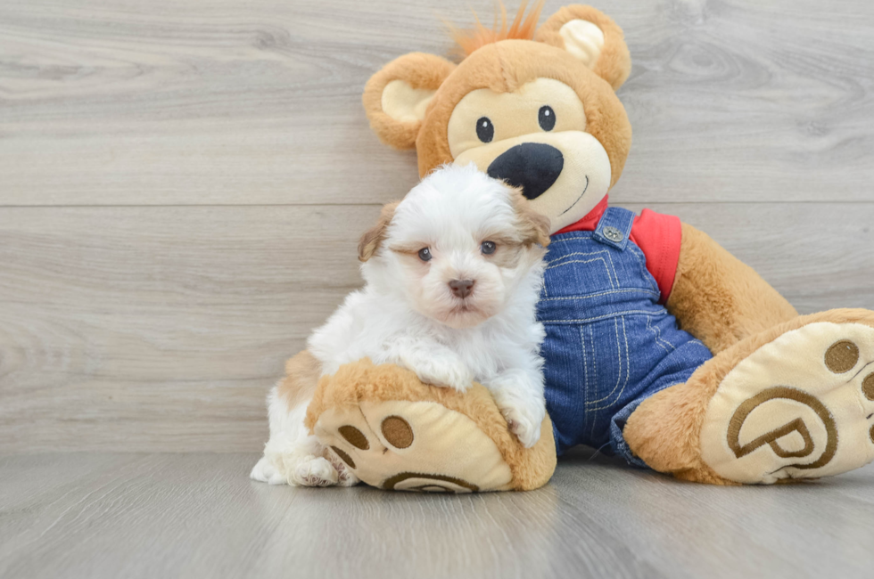 5 week old Havanese Puppy For Sale - Pilesgrove Pups