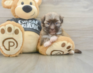 5 week old Havanese Puppy For Sale - Pilesgrove Pups