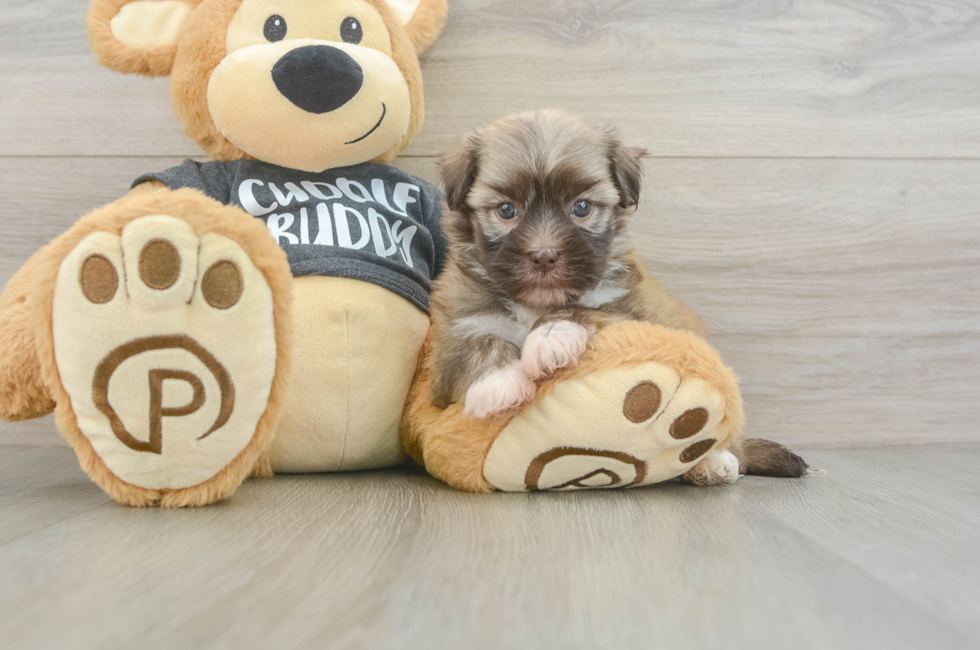 5 week old Havanese Puppy For Sale - Pilesgrove Pups