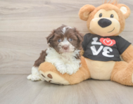 5 week old Havanese Puppy For Sale - Pilesgrove Pups