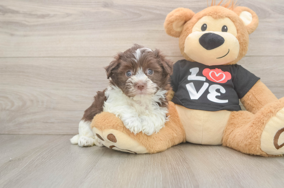 5 week old Havanese Puppy For Sale - Pilesgrove Pups