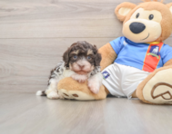 7 week old Havanese Puppy For Sale - Pilesgrove Pups