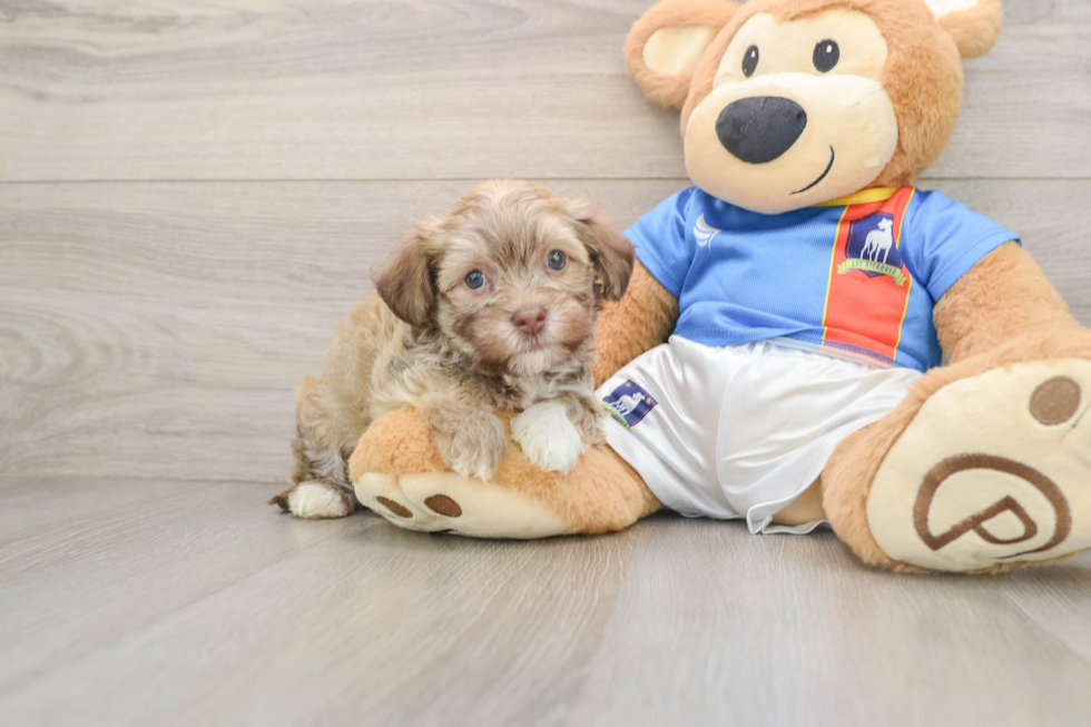 Energetic Havaneser Purebred Puppy