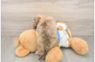 Hypoallergenic Havanese Purebred Pup