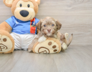 6 week old Havanese Puppy For Sale - Pilesgrove Pups