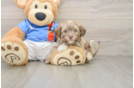 Adorable Havaneser Purebred Puppy