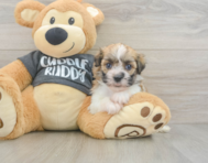 6 week old Havanese Puppy For Sale - Pilesgrove Pups