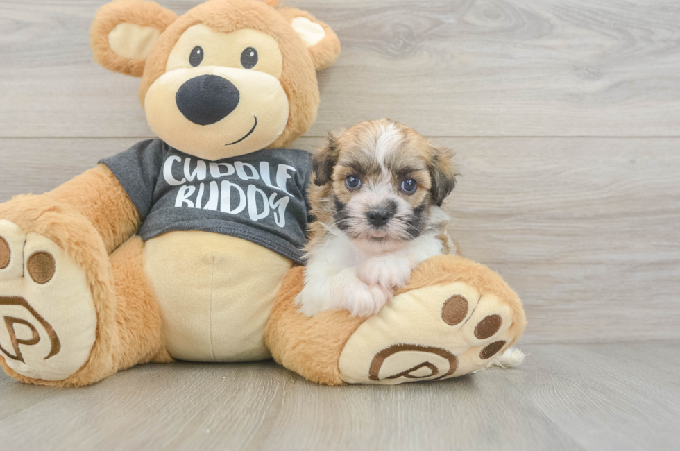 5 week old Havanese Puppy For Sale - Pilesgrove Pups