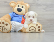 8 week old Havanese Puppy For Sale - Pilesgrove Pups