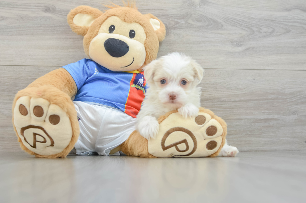 6 week old Havanese Puppy For Sale - Pilesgrove Pups