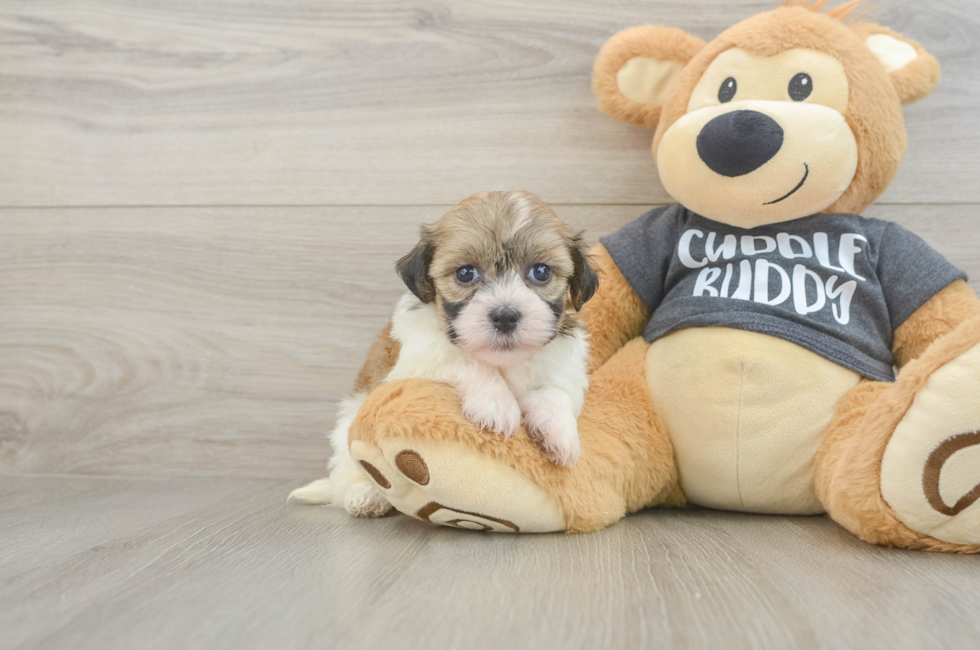 5 week old Havanese Puppy For Sale - Pilesgrove Pups