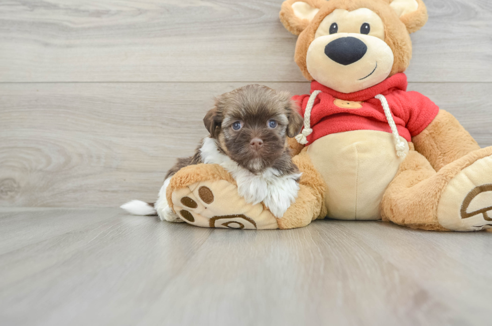 6 week old Havanese Puppy For Sale - Pilesgrove Pups