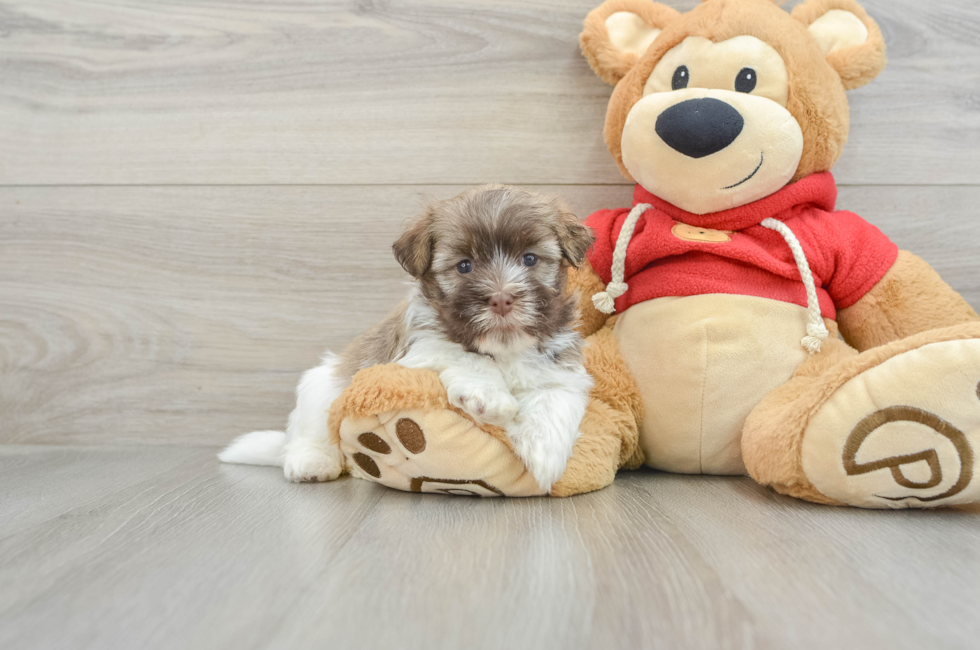 6 week old Havanese Puppy For Sale - Pilesgrove Pups