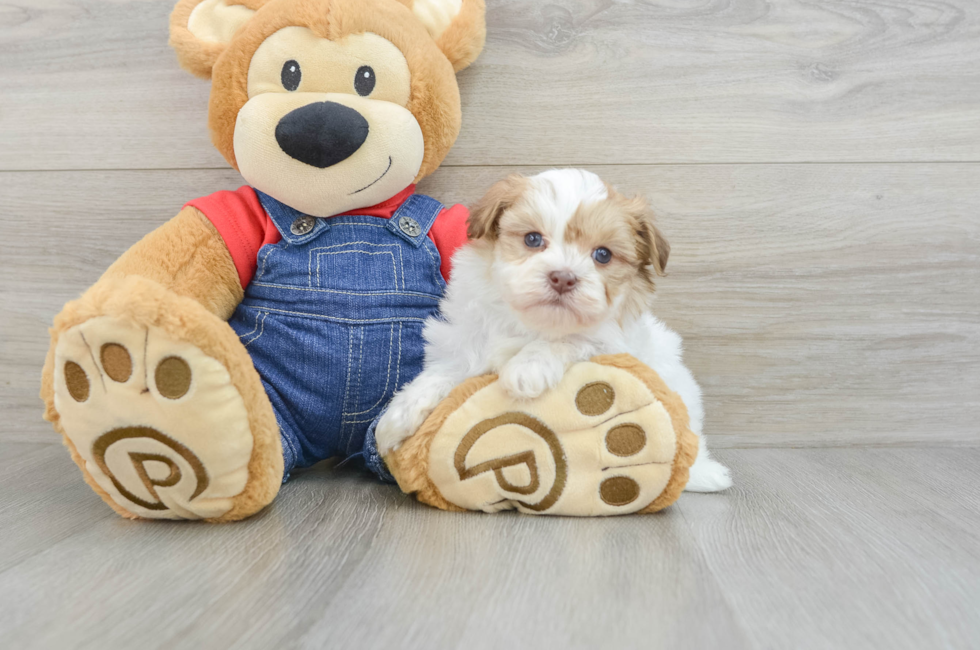 5 week old Havanese Puppy For Sale - Pilesgrove Pups