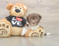 5 week old Havanese Puppy For Sale - Pilesgrove Pups