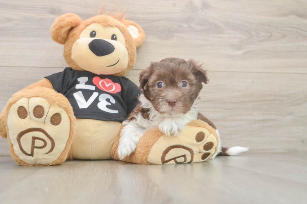 5 week old Havanese Puppy For Sale - Pilesgrove Pups