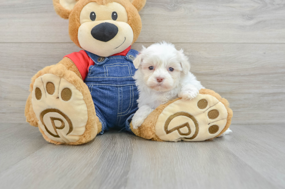 5 week old Havanese Puppy For Sale - Pilesgrove Pups