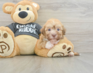 6 week old Havanese Puppy For Sale - Pilesgrove Pups