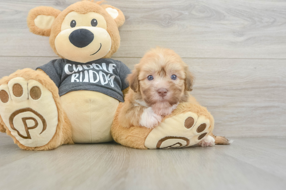 5 week old Havanese Puppy For Sale - Pilesgrove Pups