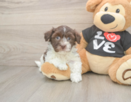 5 week old Havanese Puppy For Sale - Pilesgrove Pups