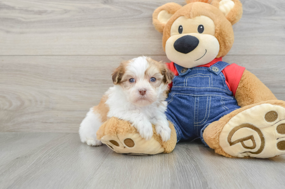 5 week old Havanese Puppy For Sale - Pilesgrove Pups