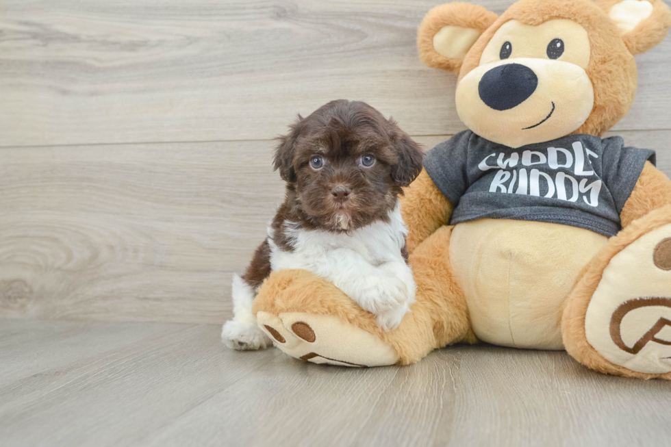 Smart Havaneser Purebred Puppy