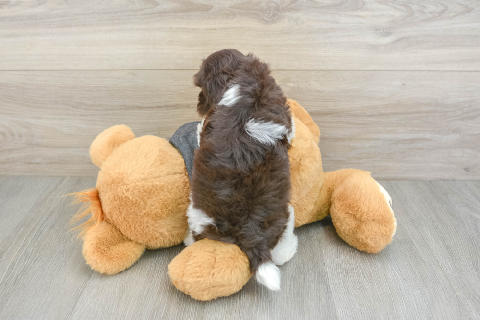 Havanese Puppy for Adoption