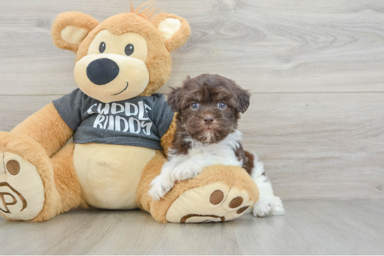 Small Havanese Purebred Pup