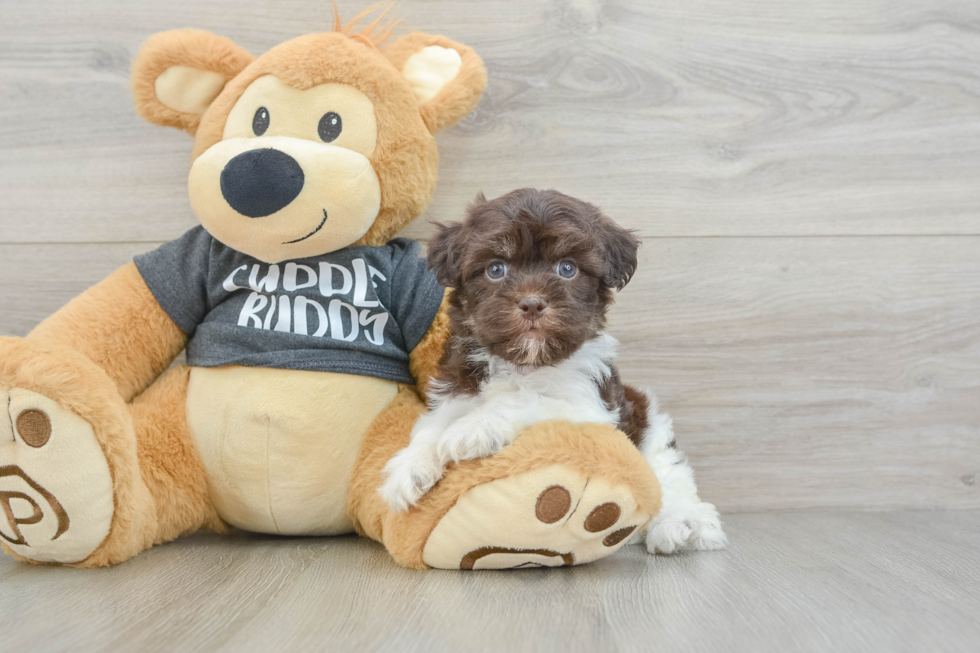 Small Havanese Purebred Pup