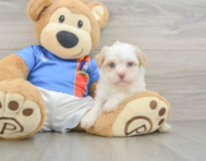 8 week old Havanese Puppy For Sale - Pilesgrove Pups