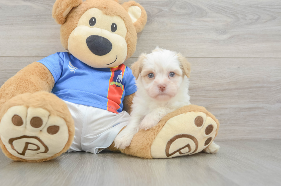 5 week old Havanese Puppy For Sale - Pilesgrove Pups